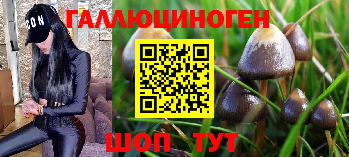 дарнет шоп  Вход с VPN  Шатура  Псилоцибиновые грибы Magic Shrooms 